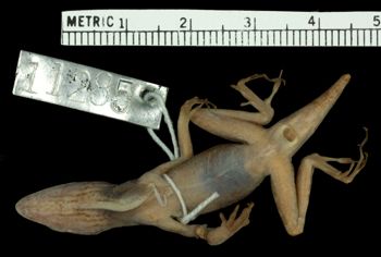 Media type: image;   Herpetology R-11285 Aspect: ventral